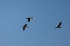 カワウシリーズ-5