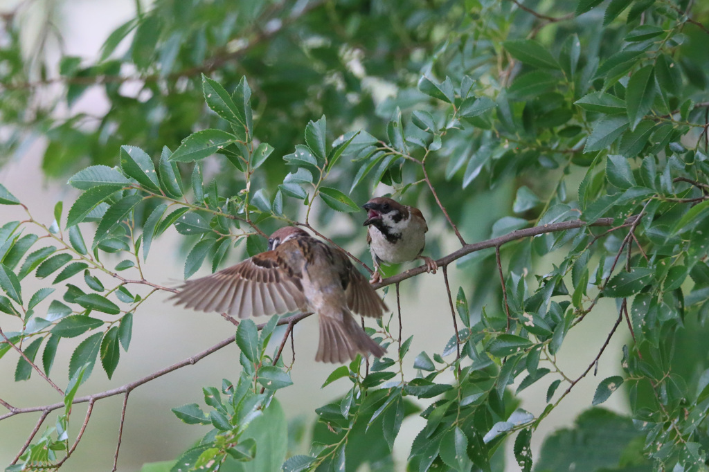 こっちに来るな～