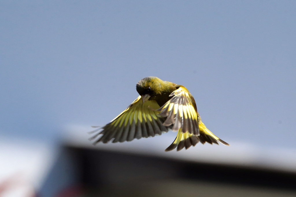 カワラヒワ連射-3