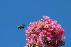 暑いのにご苦労さん