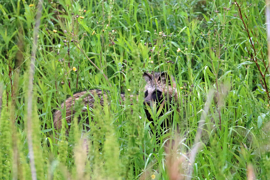 恥ずかしがらずに出ておいで