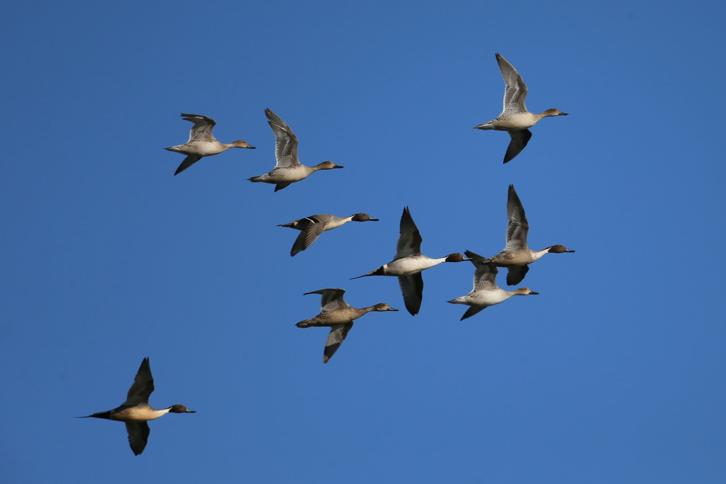 青空とオナガガモ