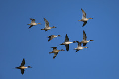 青空とオナガガモ