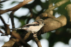 エナガ定番写真