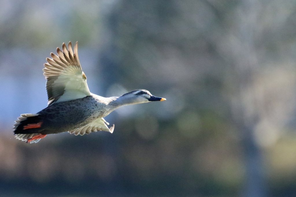 日差しを浴びて