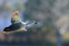 日差しを浴びて