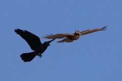 逃げるノスリ-1