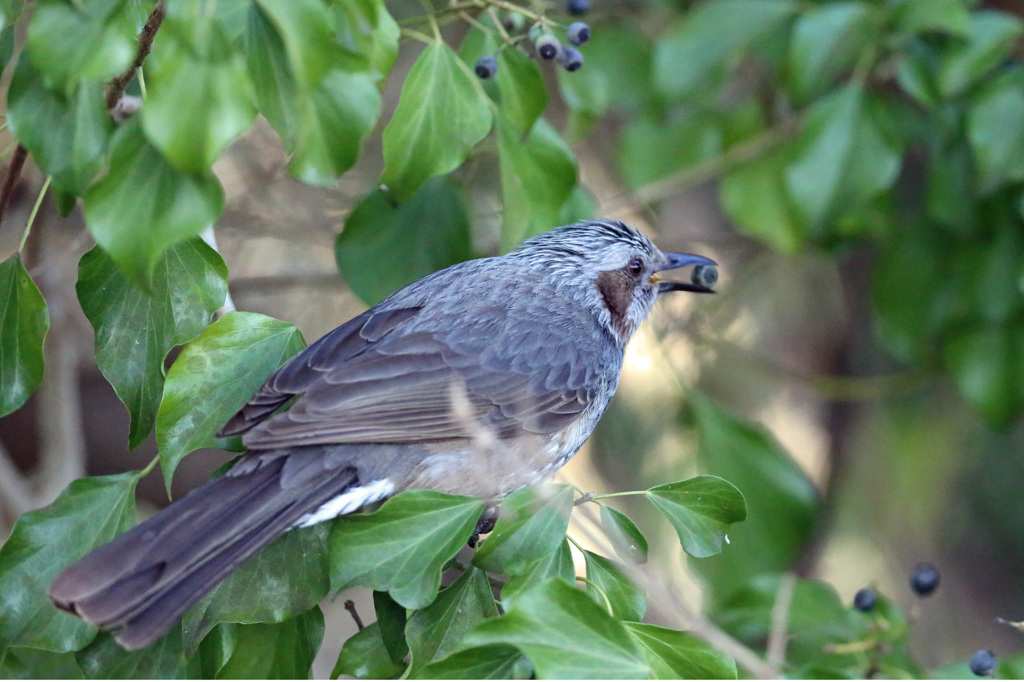 美味しいのかな