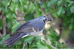 美味しいのかな