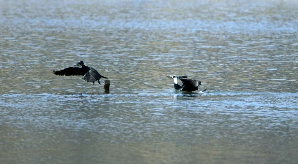 僕が止まるけん-3
