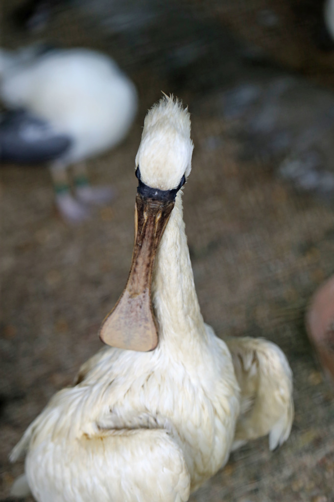 僕絶滅危惧種です！