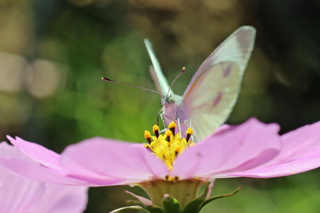 日差しを浴びて