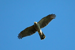 青空とハイタカ