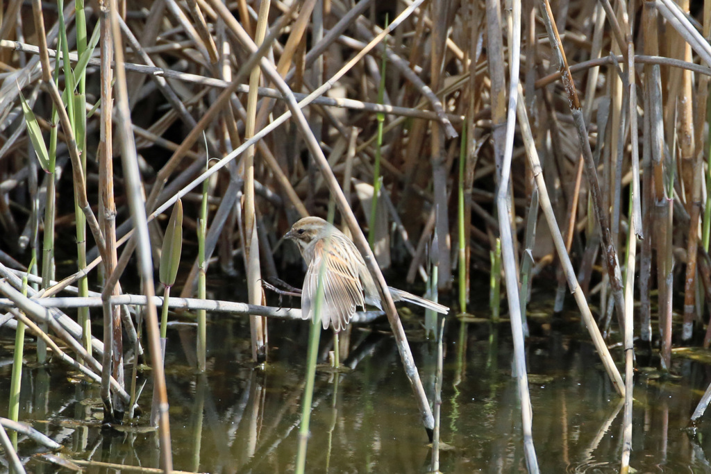 オオジュリン飛び出し