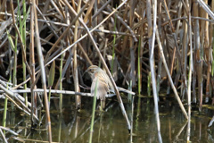 オオジュリン飛び出し