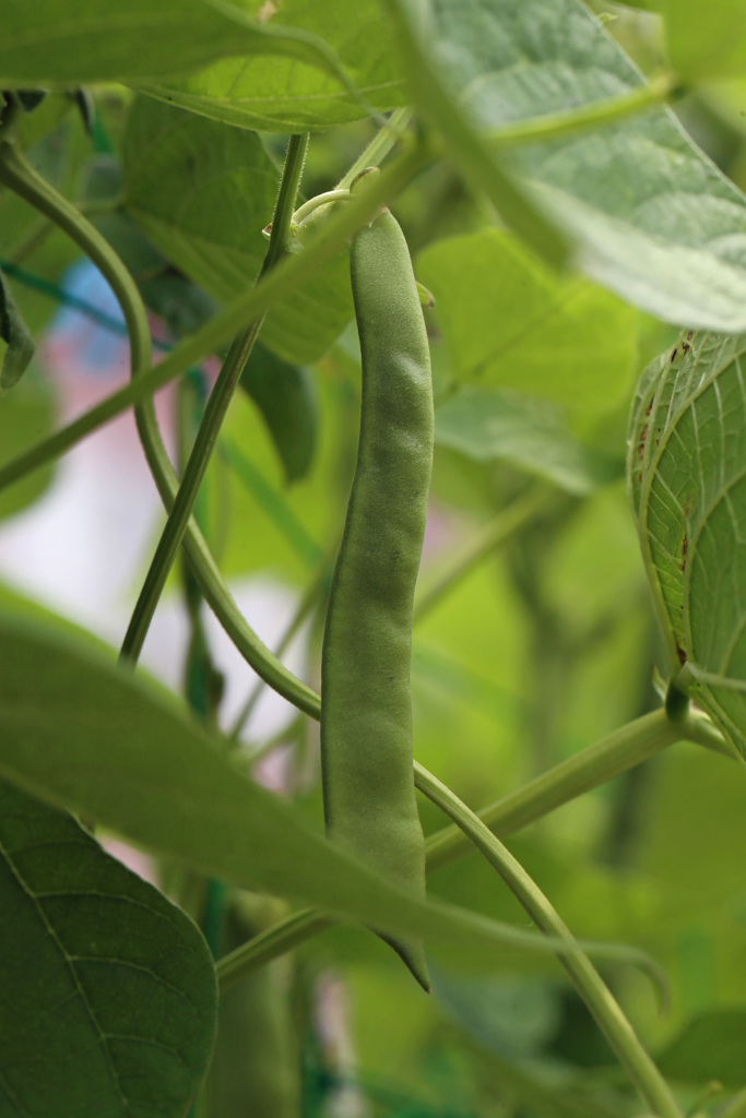 ヒラサヤインゲン