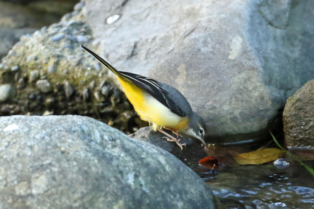 葉っぱも食べるの-3