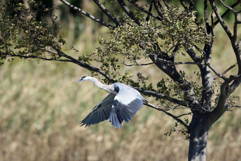 アオサギ飛び出し