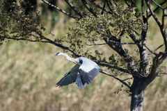 アオサギ飛び出し