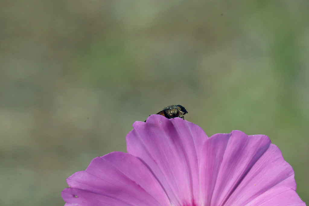 おはようさんⅢ