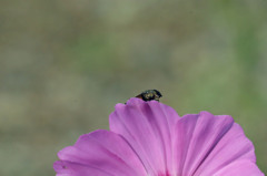 おはようさんⅢ