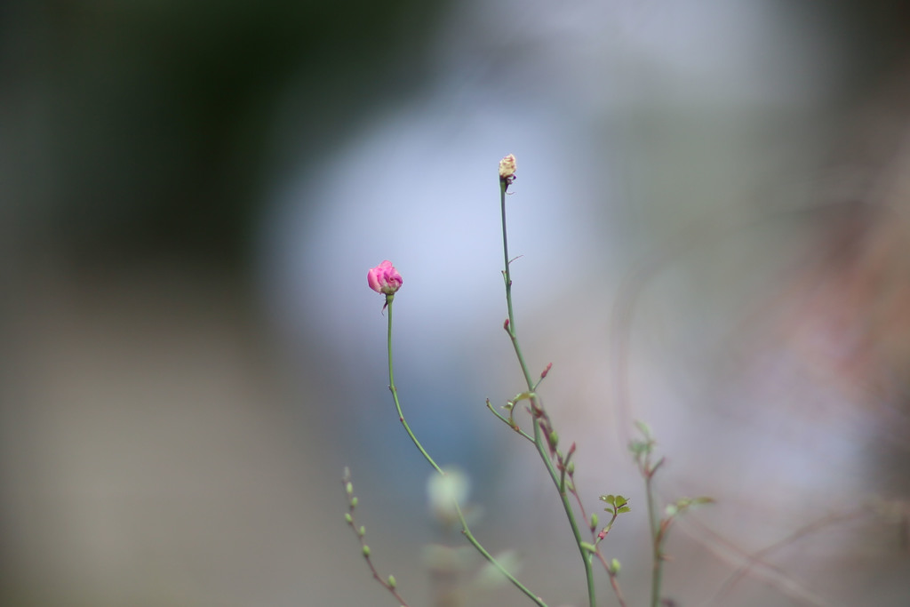 小っちゃいピンク色