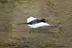 セグロセキレイ飛ぶ-1