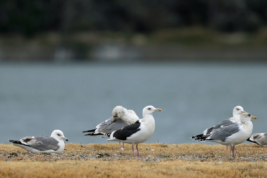 オオセグロカモメ発見