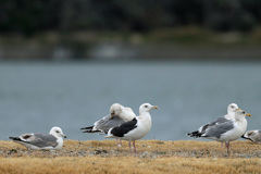 オオセグロカモメ発見