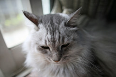 ニャニャちゃん昼寝中