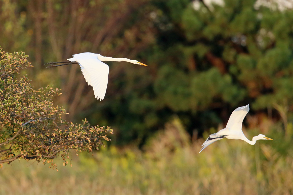 ダイサギ飛び出し