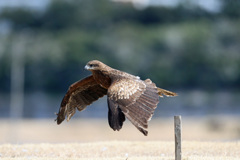 トビの飛び出し