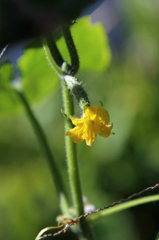 明日食べれるかな?