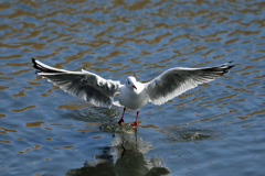 日差しを浴びて 飛び出し