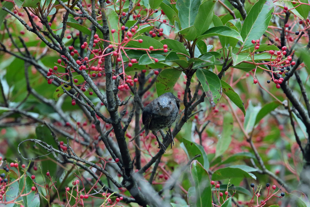 ヒヨドリ幼鳥飛び出し