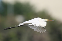 ダイサギコマ送り-1