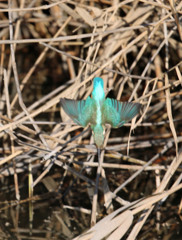 カワセミ急降下
