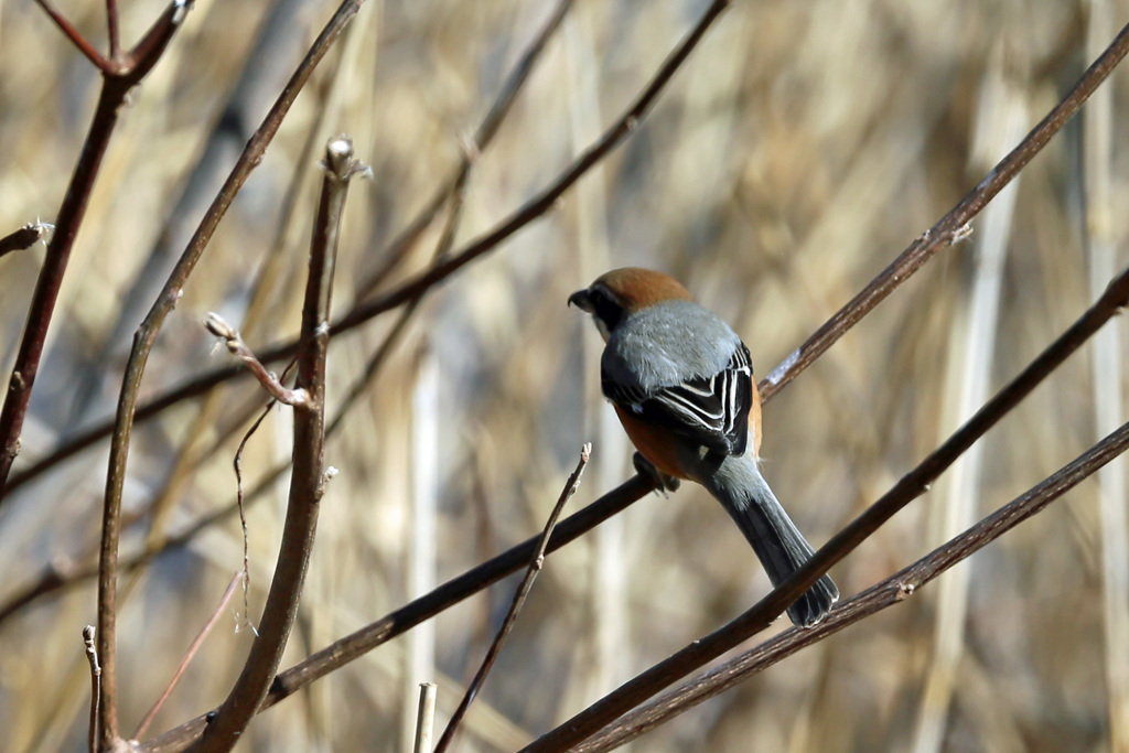 背中も綺麗でしょ