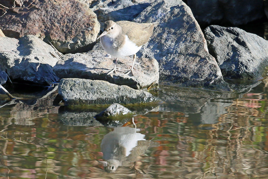 イソシギ映り込み