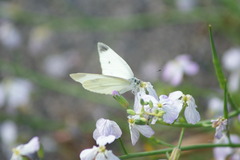 ３