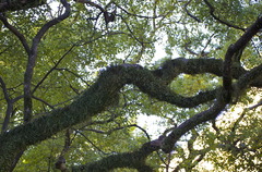 Moss