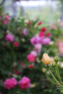 まだ咲かぬ薔薇