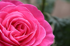大輪の薔薇