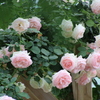 淡いピンク色に染まる白薔薇