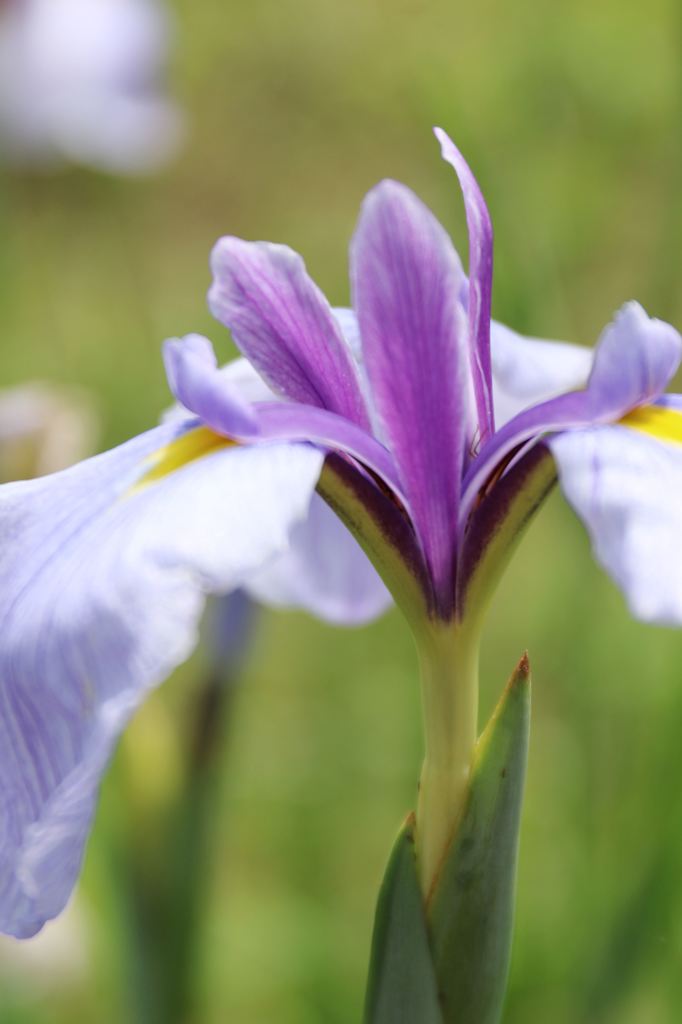 菖蒲