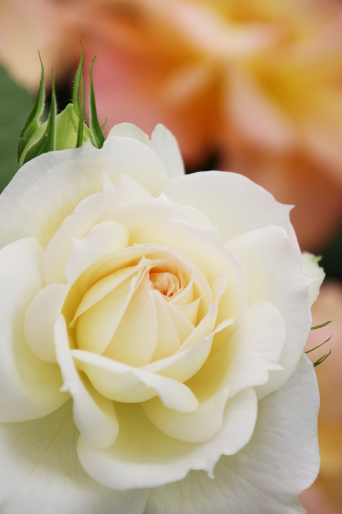 白薔薇