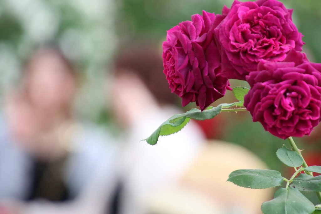 真紅の薔薇