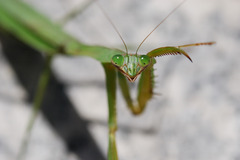 カマキリ