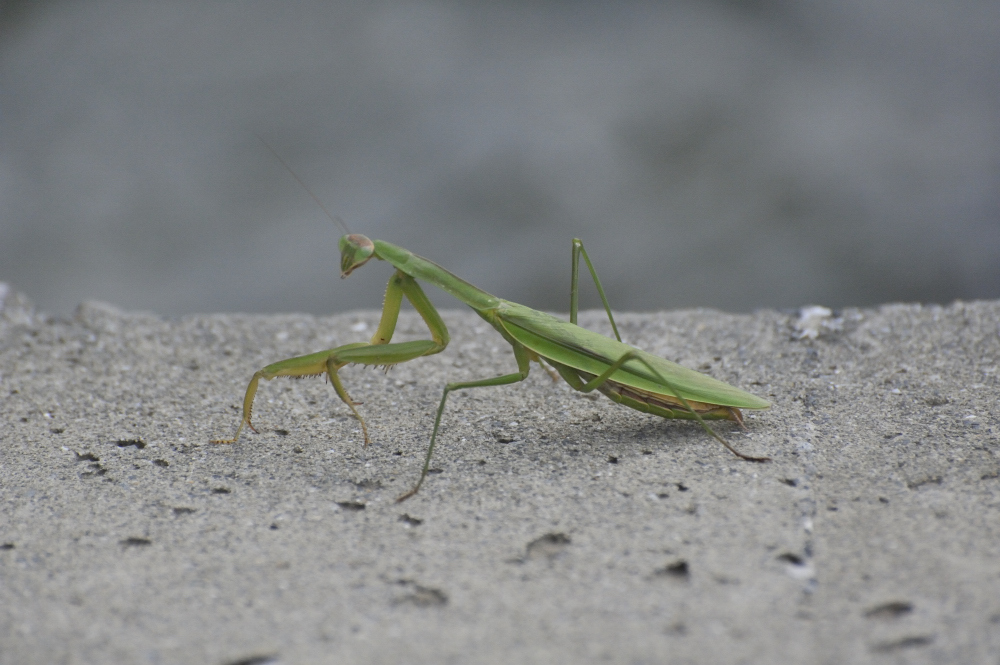 カマキリ