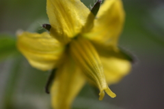 トマトの花